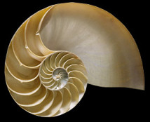 chambered-nautilus-shell-se40