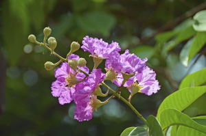 Kerala-Pink-Flower-2