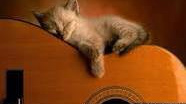 cat on guitar
