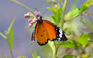 Kerala-Butterfly-5